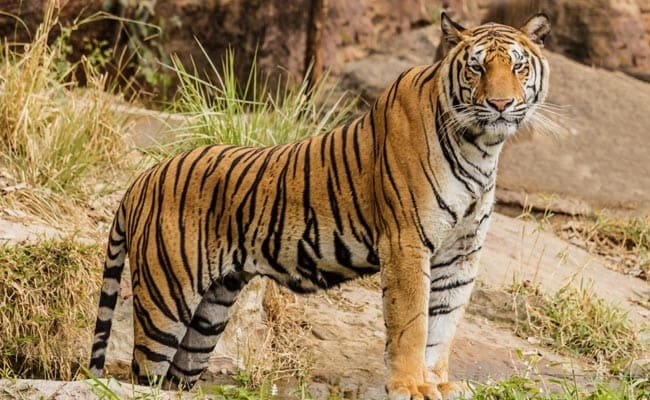 60-Year-Old Woman Killed In Tiger Attack In Maharashtra