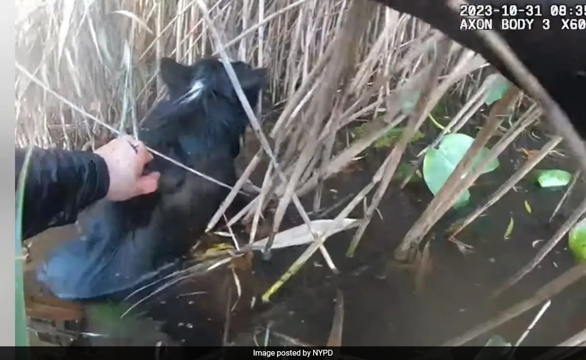 Cops Save Blind Dog From Drowning, New York Police's Video Viral