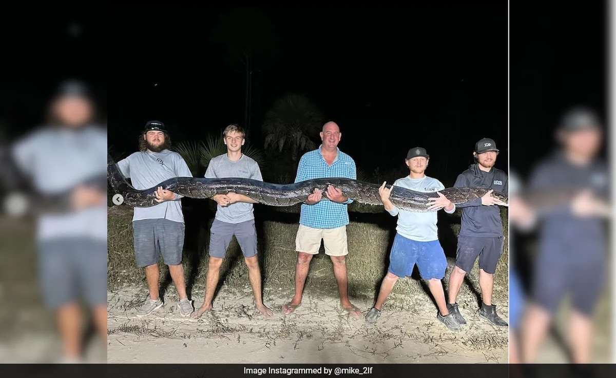 'Monster' 17-Foot Burmese Python Captured In Florida. See Pics